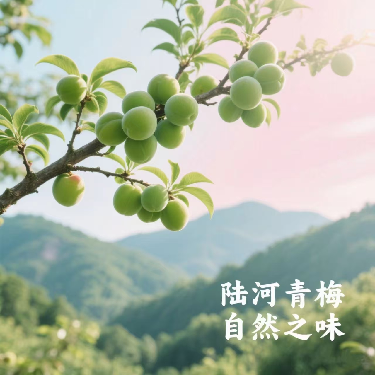 陆河青梅