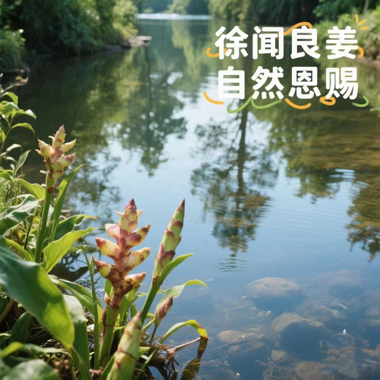 ‌徐闻良姜