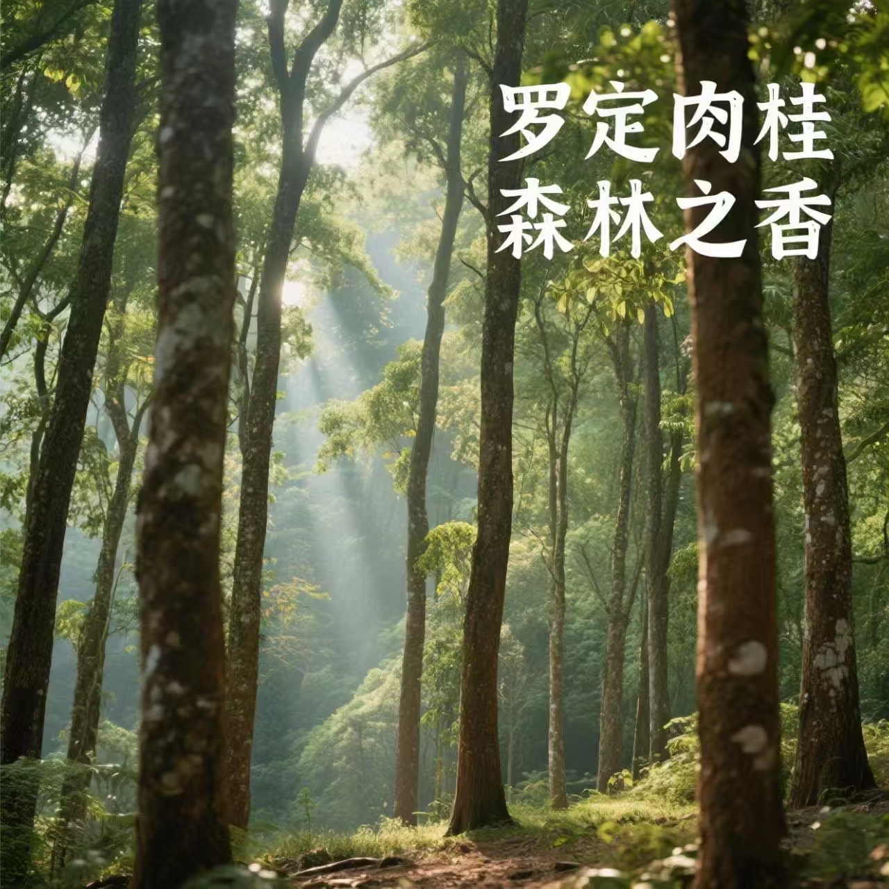 罗定肉桂