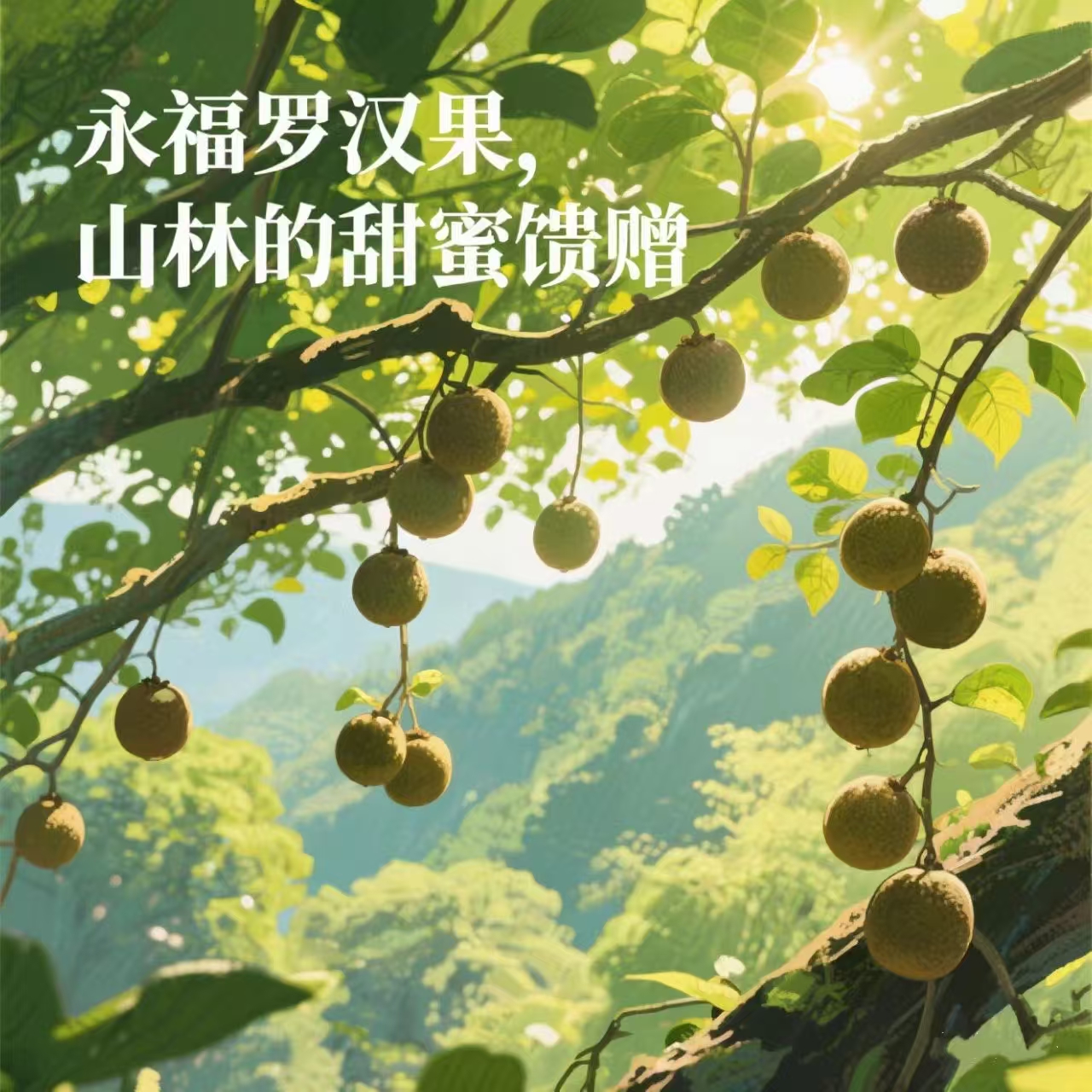 永福罗汉果